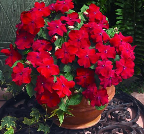 Cam Güzeli Tohumu ( Büyük Çok Çiçekli ) Kırmızı Renkli - 10 Tohum