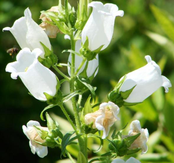 Çan Çiçeği Tohumu ( Mini Maviş ) Beyaz Renkli - 5 Tohum