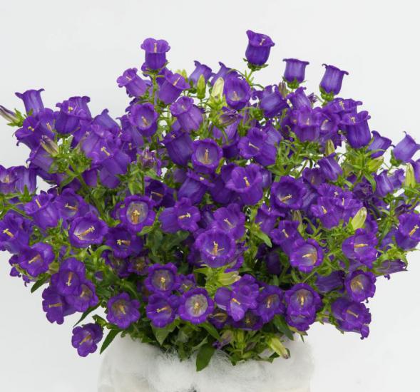 Çan Çiçeği Tohumu ( Mini Maviş ) Mavi Renkli - 5 Tohum