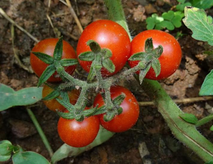 Doğal Cherry Domates Tohumu