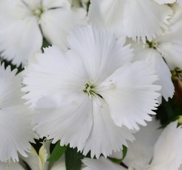 Çin Karanfili ( Kokulu Çok Çiçekli ) - Beyaz Renkli - 8 Tohum