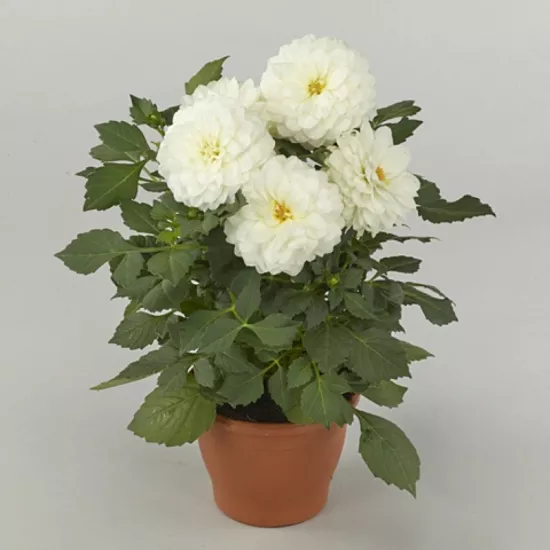 Yıldız Dahlia Çiçeği Beyaz Renk - Saksılık 5 Tohum