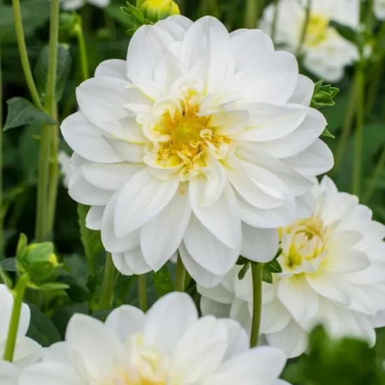 Yıldız Dahlia Çiçeği Beyaz Renk - Saksılık 5 Tohum