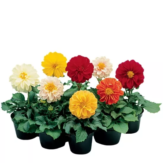 Yıldız Dahlia Çiçeği Karışık Renk - Saksılık 5 Tohum