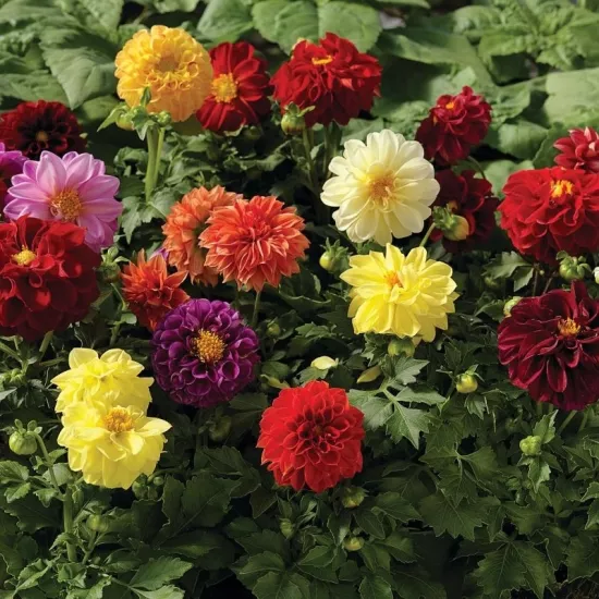 Yıldız Dahlia Çiçeği Karışık Renk - Saksılık 5 Tohum