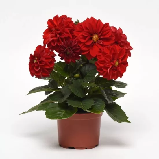 Yıldız Dahlia Çiçeği Kırmızı Renk - Saksılık 5 Tohum
