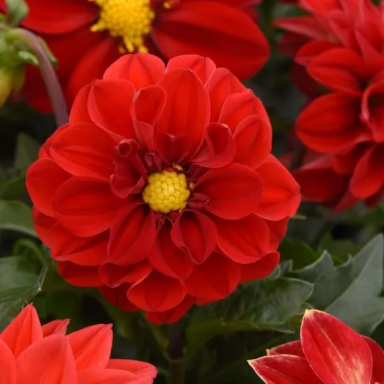 Yıldız Dahlia Çiçeği Kırmızı Renk - Saksılık 5 Tohum