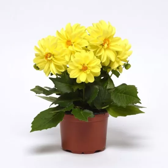 Yıldız Dahlia Çiçeği Sarı Renk - Saksılık 5 Tohum