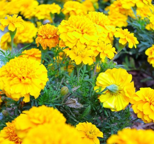 Fransız Kadife Çiçeği Tohumu ( Bodur ) Sarı Renkli - 10 Tohum