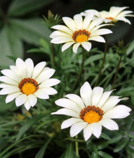 Gazanya Çiçeği Tohumu ( Büyük Çiçek Kalıcı ) Beyaz Renkli - 8 Tohum