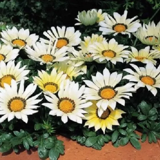 Gazanya Büyük Çiçekli Beyaz Renk - Saksılık 5 Tohum