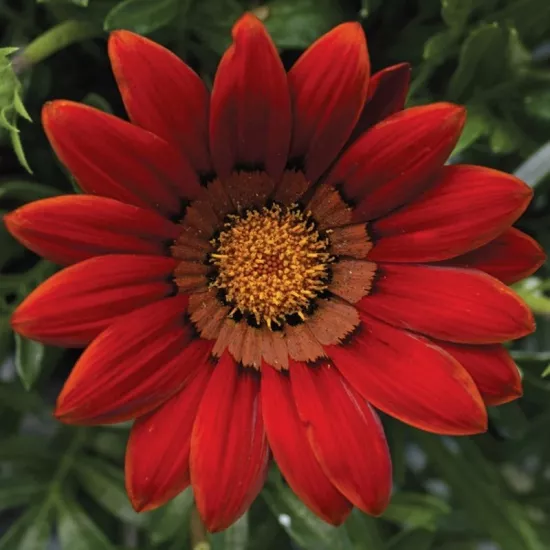 Gazanya Büyük Çiçekli Kırmızı Renk - Saksılık 5 Tohum