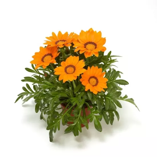 Gazanya Büyük Çiçekli Turuncu Renk - Saksılık 5 Tohum