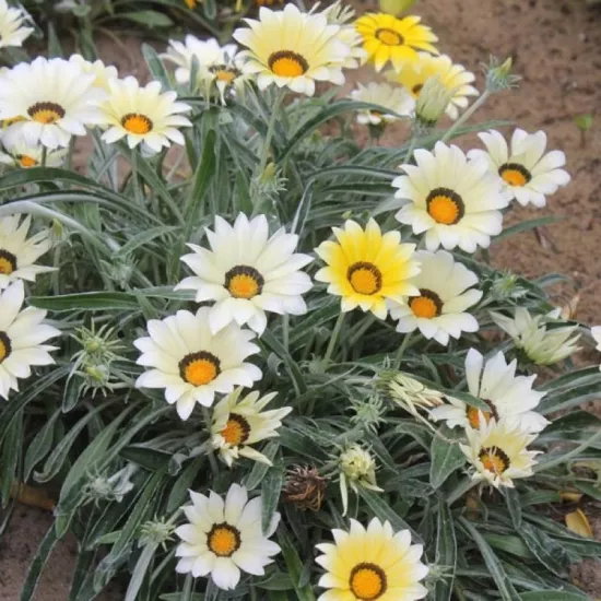 Gazanya Gri Yaprak Beyaz Renk - Saksılık 5 Tohum