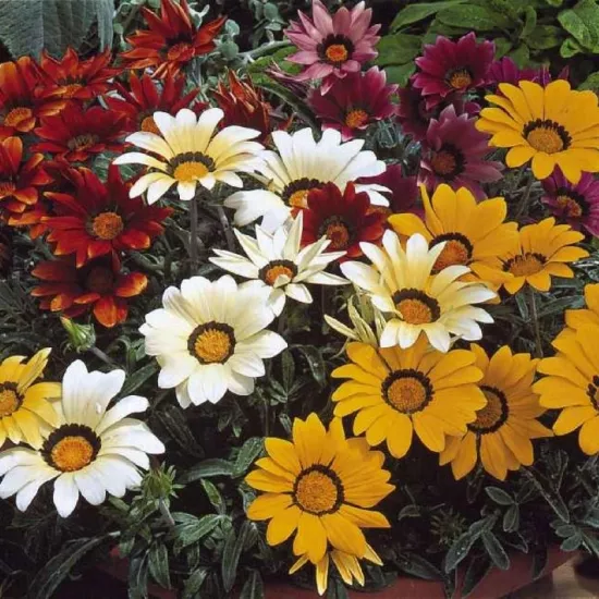 Gazanya Gri Yaprak Karışık Renk - Saksılık 5 Tohum