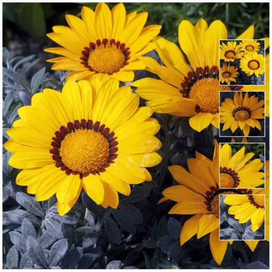 Gazanya Gri Yaprak Sarı Renk - Saksılık 5 Tohum