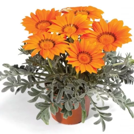 Gazanya Gri Yaprak Turuncu Renk - Saksılık 5 Tohum
