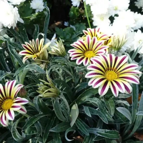 Gazanya Gri Yaprak Beyaz Çizgi Renk - Saksılık 5 Tohum