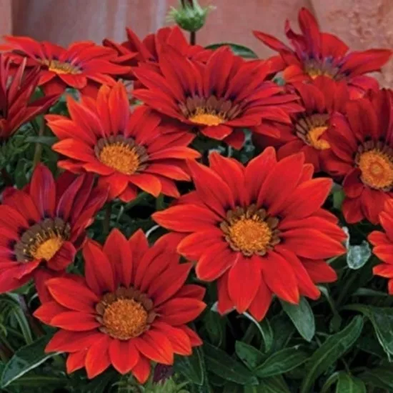 Gazanya Sarkan Seri Kırmızı Renk - Saksılık 5 Tohum