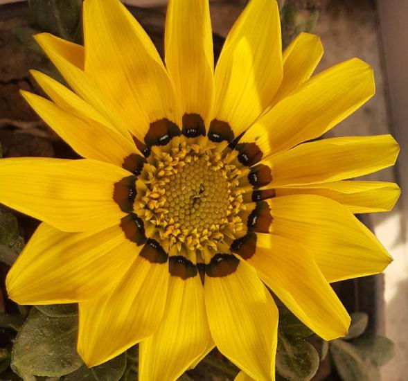 Gazanya Çiçeği Tohumu ( Büyük Çiçek Kalıcı ) Sarı Renkli - 8 Tohum