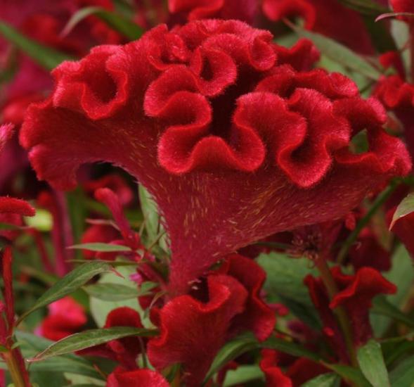 Horoz İbiği Tohumu ( Balta Geniş Çiçek ) - Kırmızı Renkli - 40 Tohum