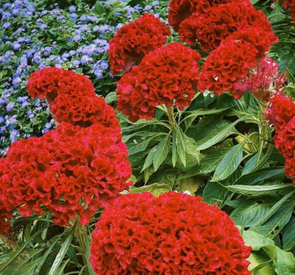 Horoz İbiği Tohumu ( Balta Geniş Çiçek ) - Kırmızı Renkli - 40 Tohum