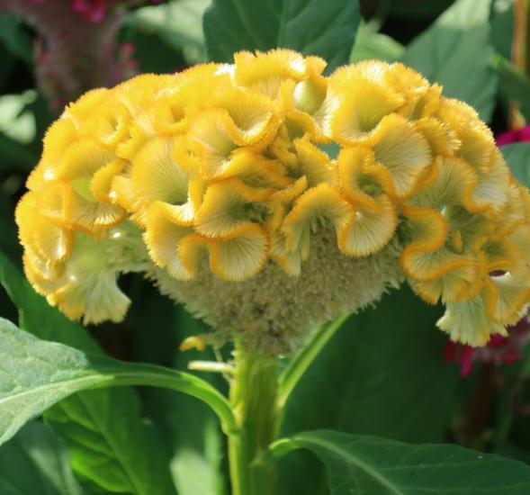 Horoz İbiği Tohumu ( Balta Geniş Çiçek ) - Sarı Renkli - 40 Tohum