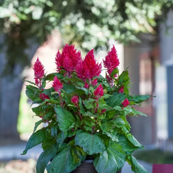 Horoz İbiği Püskül Seri Burgundy Renk - Saksılık 10 Tohum