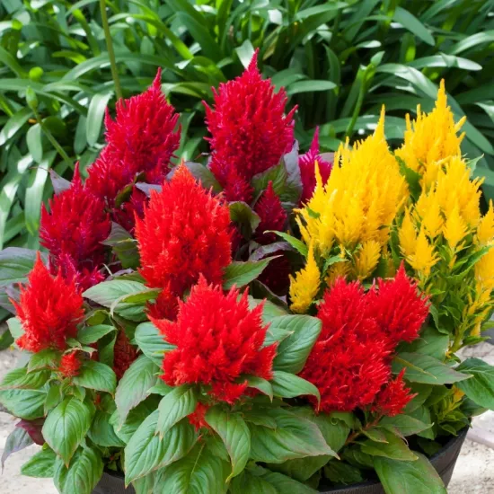 Horoz İbiği Püskül Seri Karışık Renk - Saksılık 10 Tohum