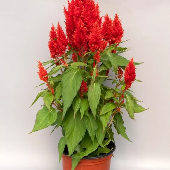 Horoz İbiği Püskül Seri Kırmızı Renk - Saksılık 10 Tohum