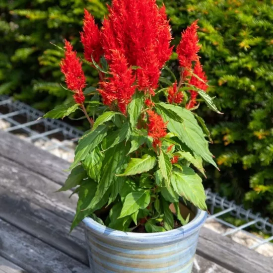 Horoz İbiği Püskül Seri Kırmızı Renk - Saksılık 10 Tohum