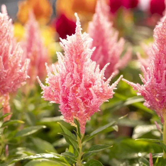 Horoz İbiği Püskül Seri Pembe Renk - Saksılık 10 Tohum