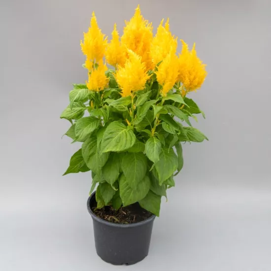 Horoz İbiği Püskül Seri Sarı Renk - Saksılık 10 Tohum