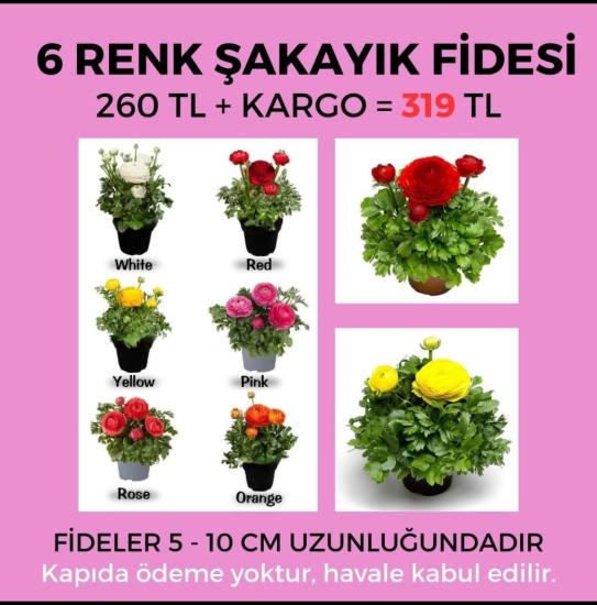 Şakayık Çiçeği Fidesi - 6 Adet - Karışık Renk