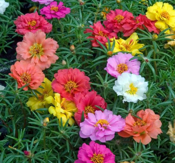 İpek Çiçeği Tohumu ( Katmerli Büyük Çiçekli ) Karışık Renkli - 40 Tohum