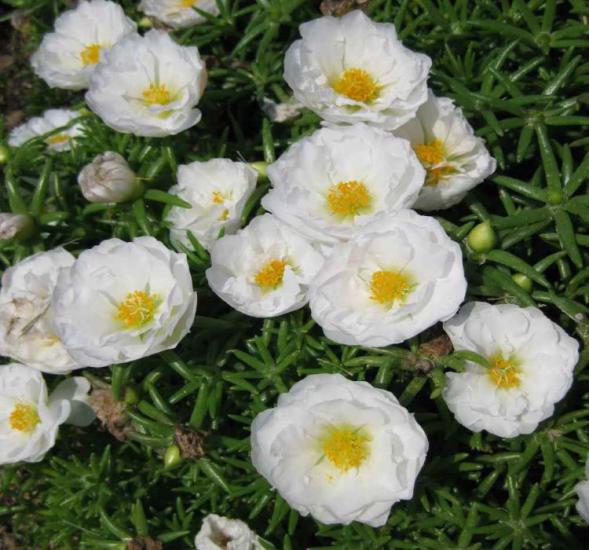 İpek Çiçeği Tohumu ( Katmerli Çok Çiçekli ) Beyaz Renkli - 40 Tohum