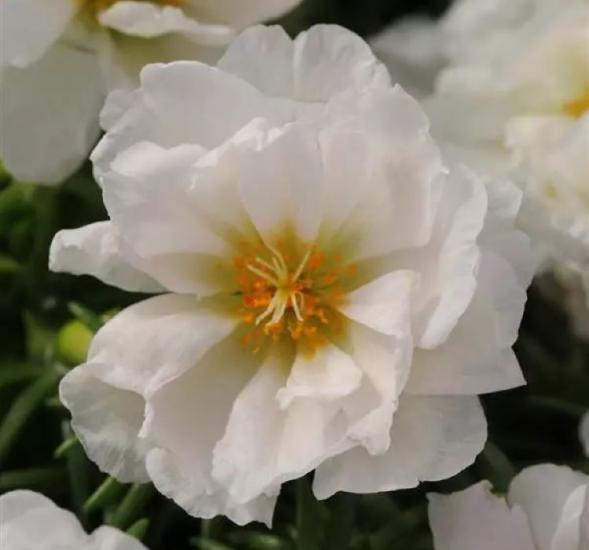 İpek Çiçeği Tohumu Duble Katlı - Beyaz Renkli ( 25 Tohum )