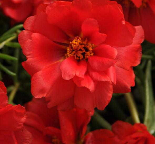 İpek Çiçeği Tohumu ( Katmerli Çok Çiçekli ) Kırmızı Renkli - 40 Tohum