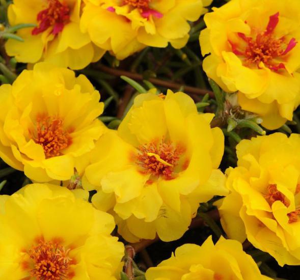 İpek Çiçeği Tohumu ( Katmerli Çok Çiçekli ) Sarı Renkli - 40 Tohum