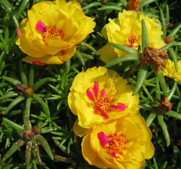 İpek Çiçeği Tohumu ( Katmerli Çok Çiçekli ) Sarı Renkli - 40 Tohum