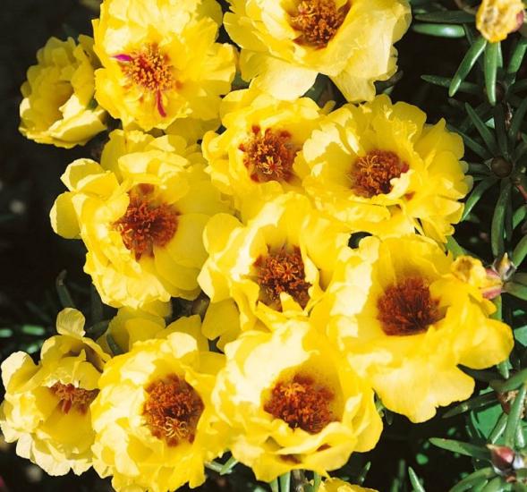 İpek Çiçeği Tohumu Duble Katlı - Sarı Renkli ( 25 Tohum )