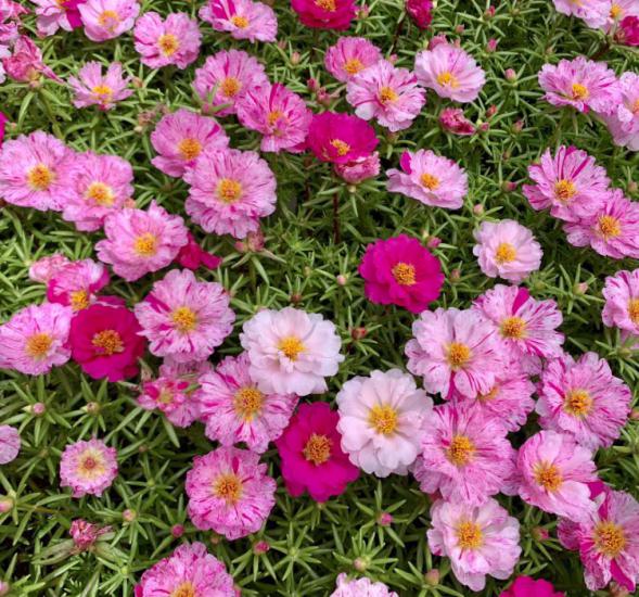 Pembe Kırçıllı İpek Çiçeği F1 Tohumu ( 75 Tohum )
