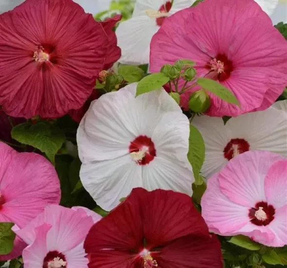 Japon Gülü Hibiscus Karışık Renk - Saksılık 5 Tohum
