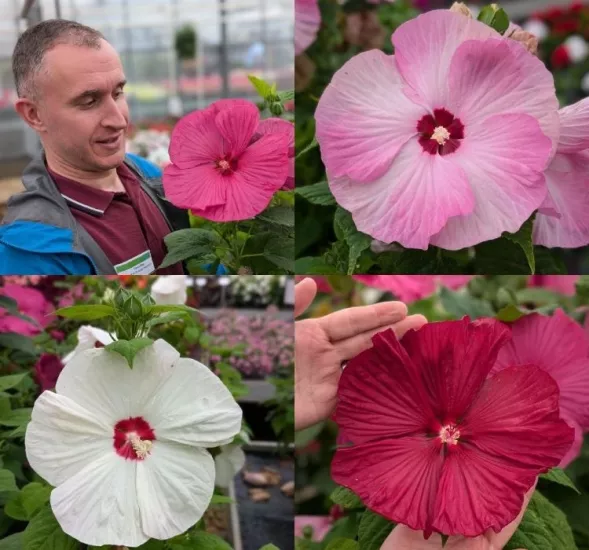 Japon Gülü Hibiscus Karışık Renk - Saksılık 5 Tohum