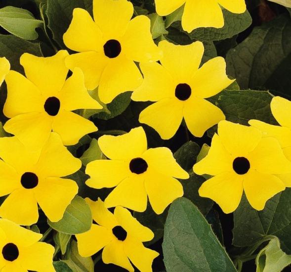 Kara Gözlü Suzan Çiçeği Tohumu - Sarı Renkli ( 5 Tohum )