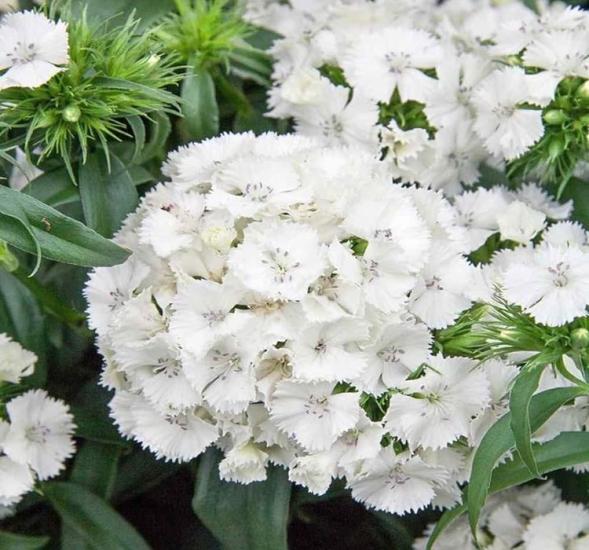 Karanfil Tohumu ( Çok Uzun ve Tek Kat Çiçek )  - Beyaz Renkli - 5 Tohum