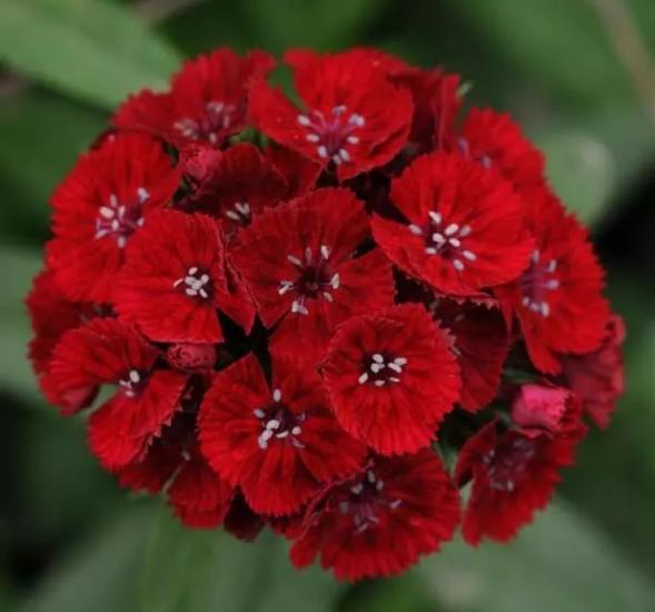 Karanfil Tohumu ( Çok Uzun ve Tek Kat Çiçek )  - Kırmızı Renkli - 5 Tohum