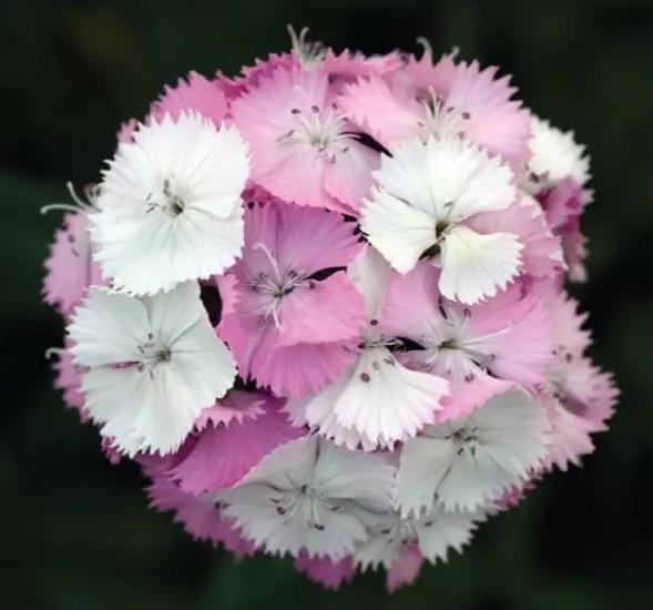 Karanfil Tohumu ( Çok Uzun ve Tek Kat Çiçek )  - Pembe Beyaz Renkli - 5 Tohum