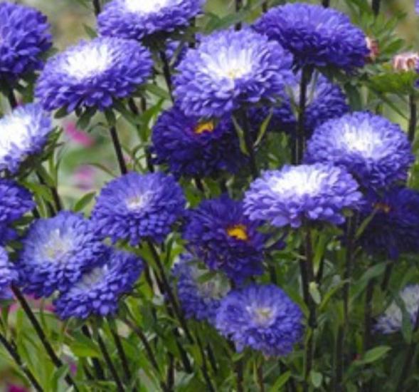 Kasımpatı Çiçeği Tohumu ( Uzun boylu, Kesimlik ) Mavi Renkli - 5 Tohum