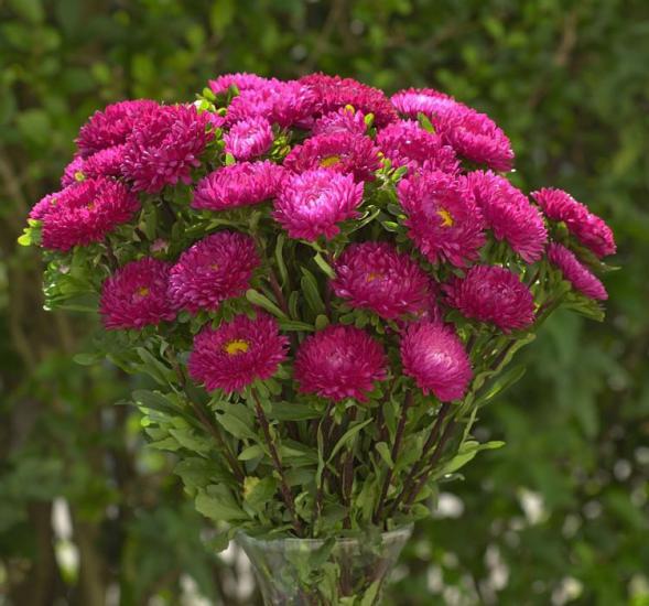 Kasımpatı Çiçeği Tohumu ( Uzun boylu, Kesimlik ) Gül Renkli - 5 Tohum